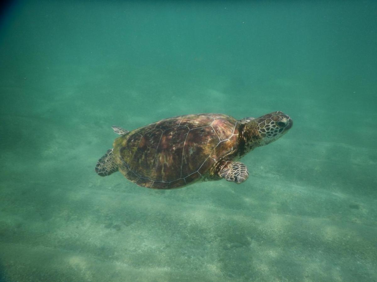 Turtle Bay Beach Resort 미리사 외부 사진